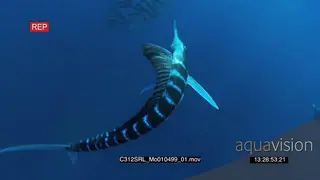 Large Marlin sailfish and Seals hunting and feeding on bait ball in deep blue ocean UW