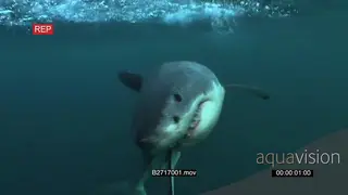 Great white shark gently swimming underwater in ocean passing under camera UW HAND
