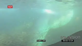 Bryde's whale feeding through Sardine bait ball UNDERWATER HANDHELD