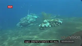 View of an aquarium in ocean and varied sea fishes swimming and passing by SCENIC.