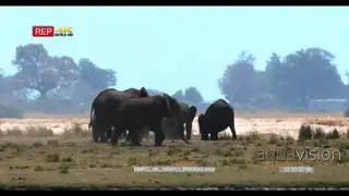 Elephant herd on the island on chobe in the shimmering heat haze moving down the.