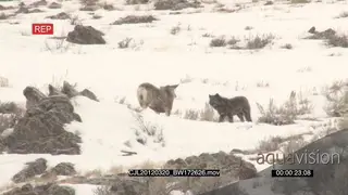 Elk Antelope and Gray Wolf standing on prairie during snow fall and intimidating one.