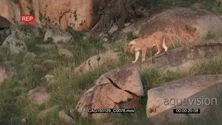 African Lioness walking on rocks looking down at cub on grass LWS PAN HAND
