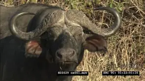 Cape Buffalo CU of eye and PROFILE MS