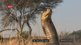 Aggressive snouted cobra strikes front of camera