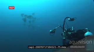 School of Longfin Batfish swimming underwater in ocean and a diver filming WS PAN HAND