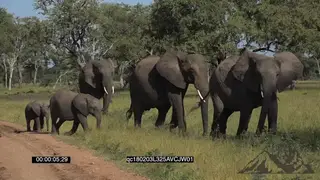African Elephant Herd with calves Walking on the savannah grazing and Following one.