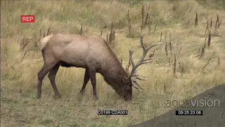 Elk deer standing and grazing PROFILE