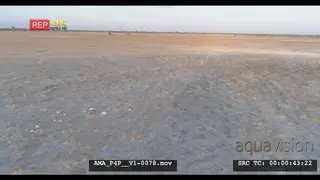 Aerial Drone Black-backed jackal running along as Springbok Wildebeest herds general.