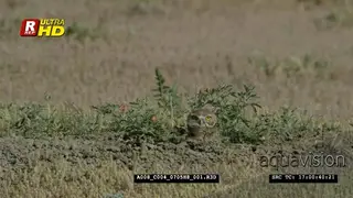 Burrowing owl's head above the burrow, looking around and foraging, during daytime. MWS.