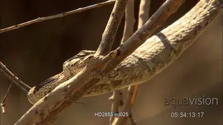 Vine snake hanging from tree swallowing lizard and slithering to digest its meal.