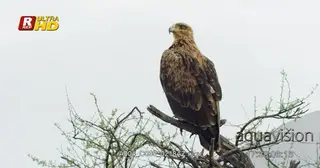 Tawny Eagle perched on a tree branch, looking around and hunting from a high angle. WS.