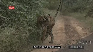 Bengal tiger patrolling territory on a dirt road, marking, urinating green woodland. AmCam