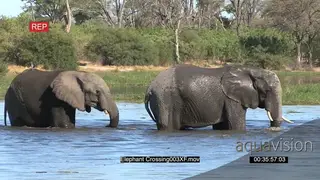 A herd of elephants crossing a river in the Okavango Delta