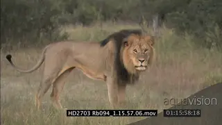 Lion adult male Cecil laying down looking into camera and walk.