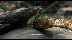 Cape cobra searching Mouse foraging woodland 2S into CU
