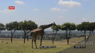 Giraffe giving birth LWS