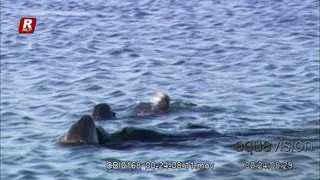Adult Sea Otter twisting, turning, floating above water surface and diving for marine.