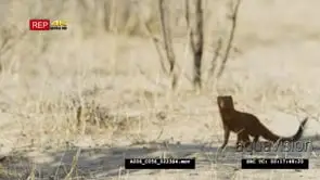 Slender mongoose foraging and lay down in shade