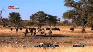 Wide shot of a large herd of wildebeest walk to the waterhole
