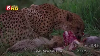 Female Cheetah and her Cub laying down, feeding on a dead carcass remaining and looking.