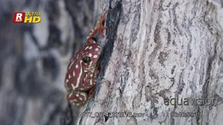 Painted reed frog laying down,looking towards,with its webbed feet spread and vocal sac.