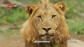 Close up shot of young male lion facing camera yawning