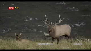 Adult male Elk standing and looking around and adult female Elk resting.