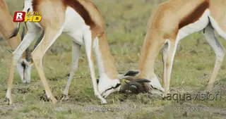 Two Springbok sparring while standing, intimidating each other and looking around.