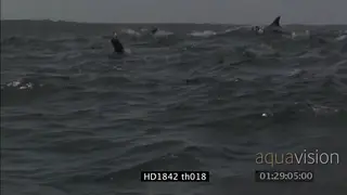Cape Fur Seal and Common Dolphins porposing next to boat hunting sardines shoals SHAKY