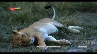 Lioness looking at the camera while flicking flies off its body with its tail