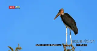 Marabou stork sitting on top of the tree looking around the field