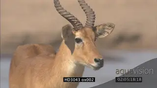 Puku standing on island in Luangwa river looking around MS