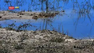 A Monitor Lizard swimming and searching for food in the water WS
