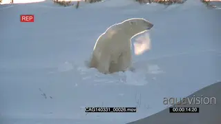 Polar Bear female out of winter den scouting around shaking snow off