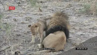 African Male Lion sitting Grooming its cub and the cub walks out of frame