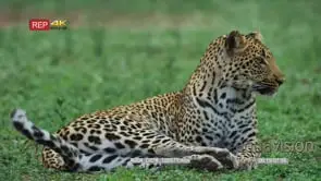 Leopard lying on the grass licking itself then looks around
