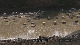 African Spoonbill fishing party in oxbow, 2 storks start fighting WS