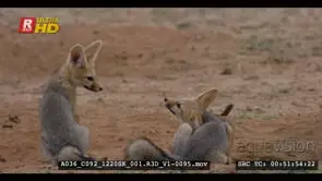 Juvenile cape fox scratching and yawning the walks over to its siblings