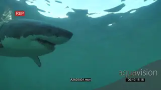 Great white shark gently swimming underwater in ocean passing by camera LA PAN HAND