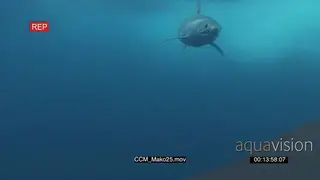 Mako Shark swimming underwater in ocean following camera then passing by UW