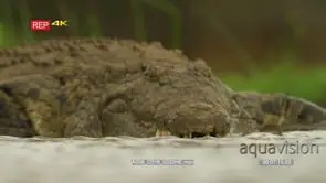 Close up shot of crocodile enters water shot from the front