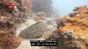 Hawksbill sea turtle on reef
