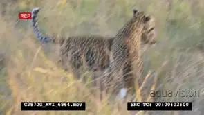 Leopard juveniles interacting MS
