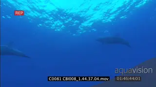 GALAPAGOS DOLPHINS HERDING GALAPAGOS SHARKS UW