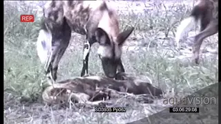 Blue Wildebeest Gnu chase and charge pack of Wild Dogs, Male Wildebeest charge.
