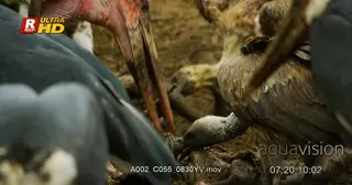 Flock of Marabou stork and Ruppell's Vultures gather to feed on a carcass.