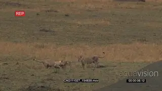 Lion cubs playing