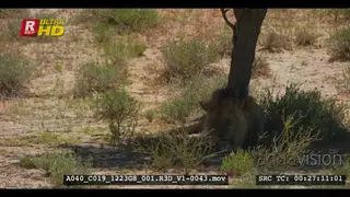 Male lion with black mane yawning, resting in the shade