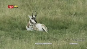 male pronghorn antelope